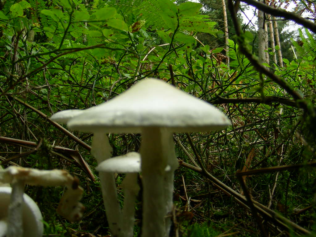 Amanita virosa (Lamark) Bertillon